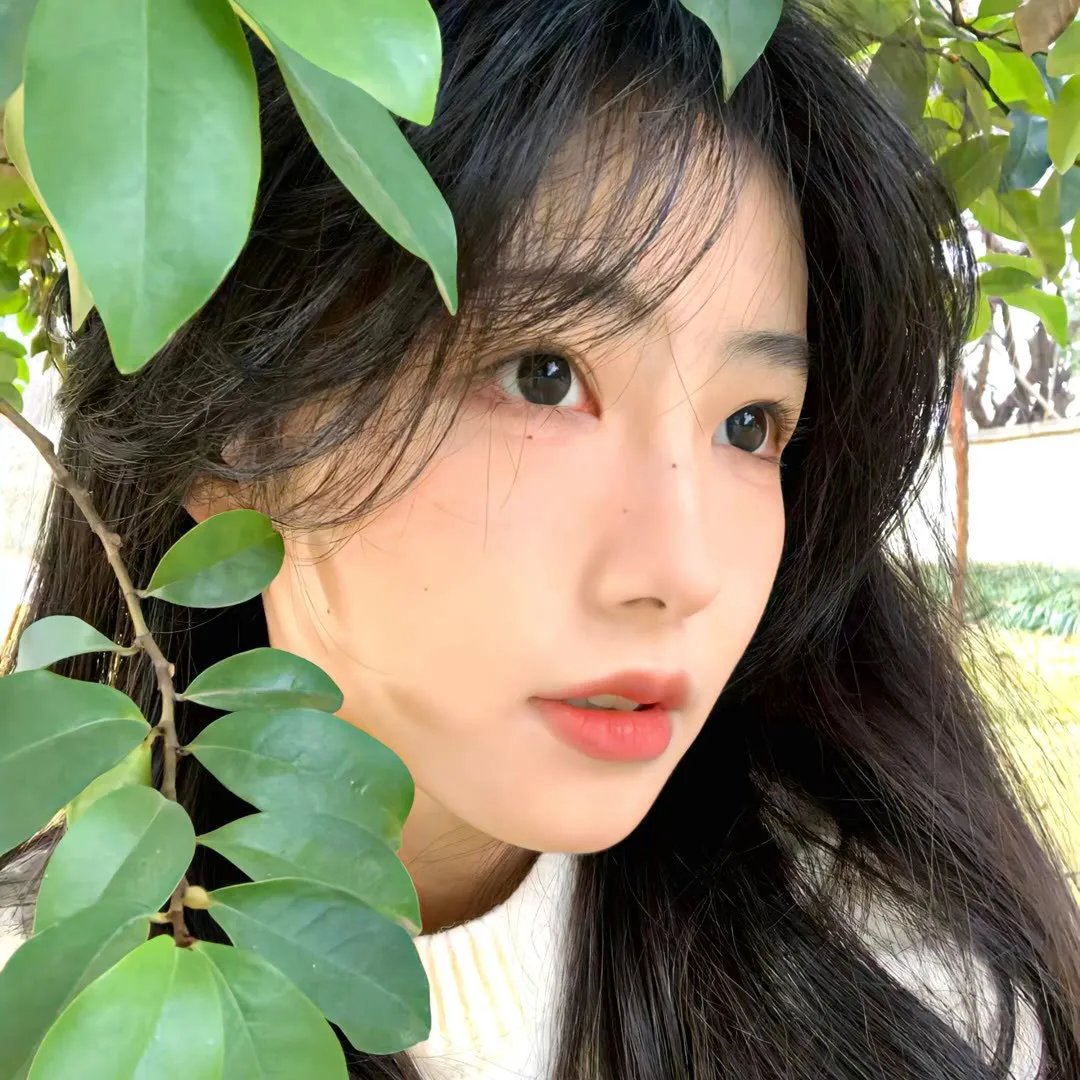 夏日菊花茶